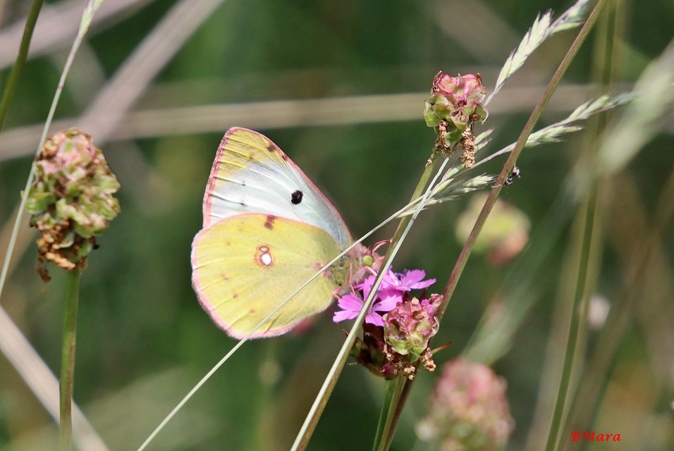 Colias alfacariensis - déli kéneslepke