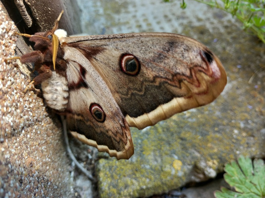 Saturnia pyri - nagy pávaszem