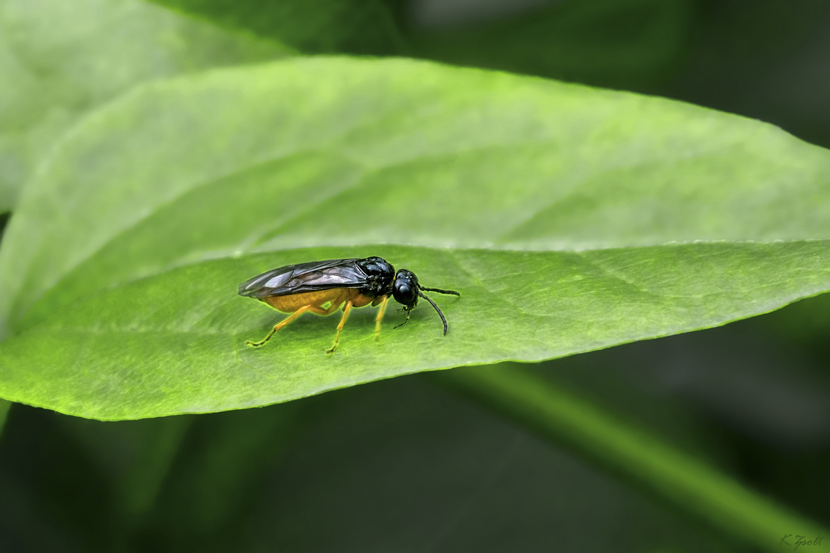 Monophadnus spinolae