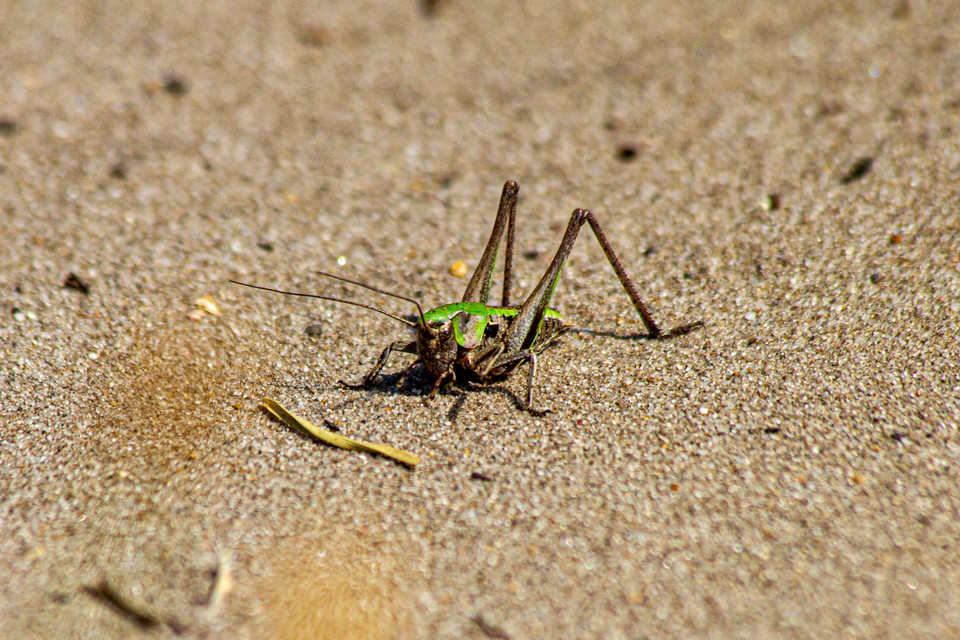 Decticus verrucivorus - szemölcsevő szöcske