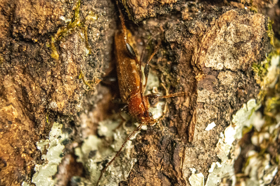 Phymatodes testaceus - változékony korongcincér Phymatodes testaceus - változékony korongcincér