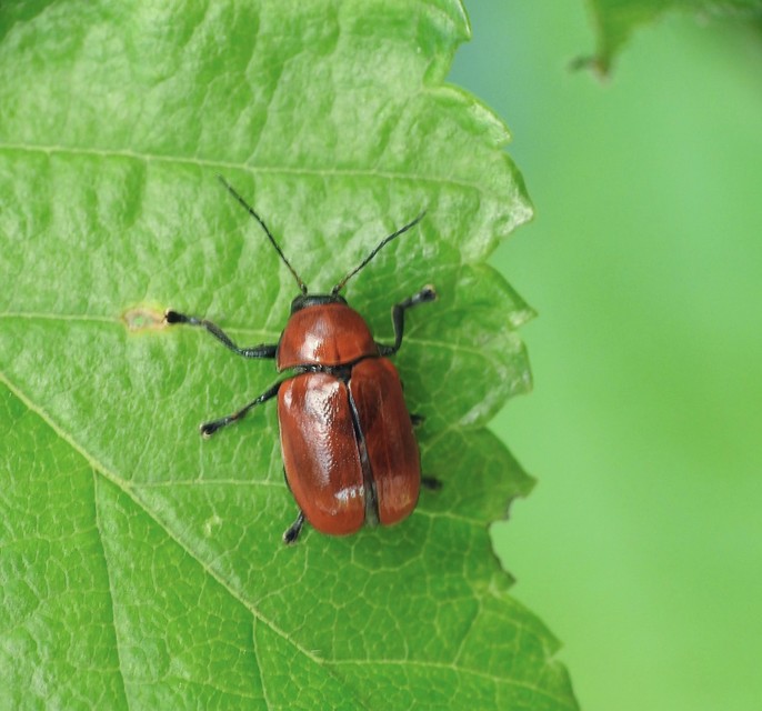 Cryptocephalus coryli - mogyoró-zömökbogár