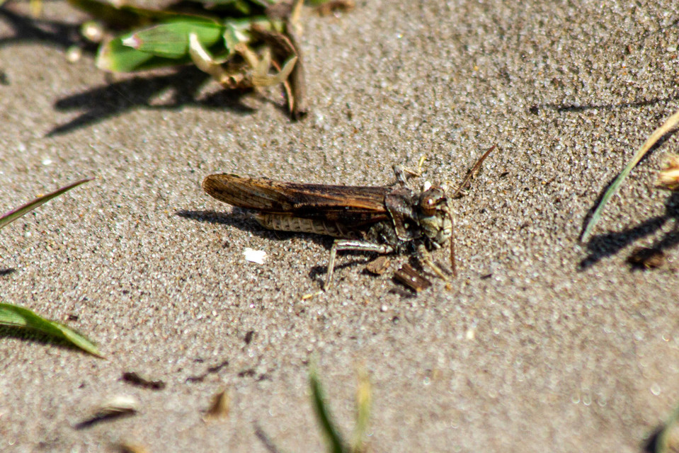 Acrotylus insubricus - önbeásósáska