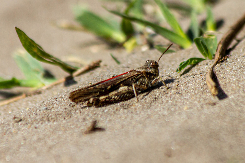 Acrotylus insubricus - önbeásósáska