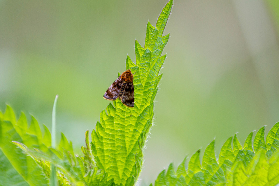 Panemeria tenebrata - apró sárgabagoly