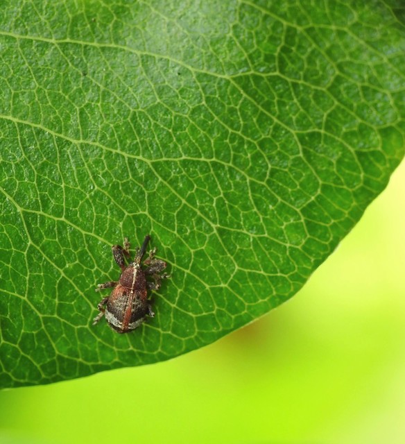 Anthonomus pyri - pompás rügylikasztó Anthonomus pyri - pompás rügylikasztó