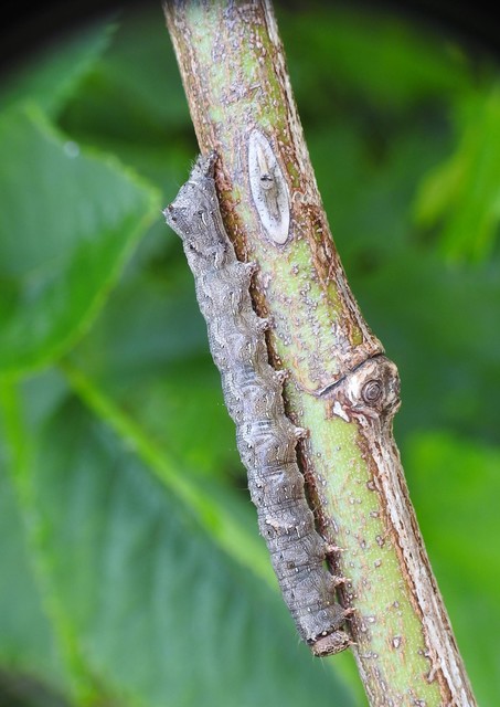 Allophyes oxyacanthae - galagonyabagoly