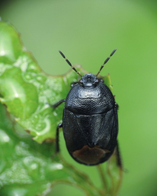 Sehirus Sehirus