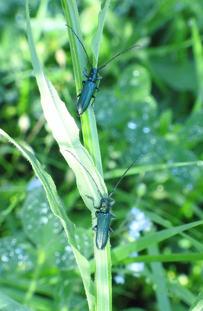 Agapanthia violacea - kék somkórócincér