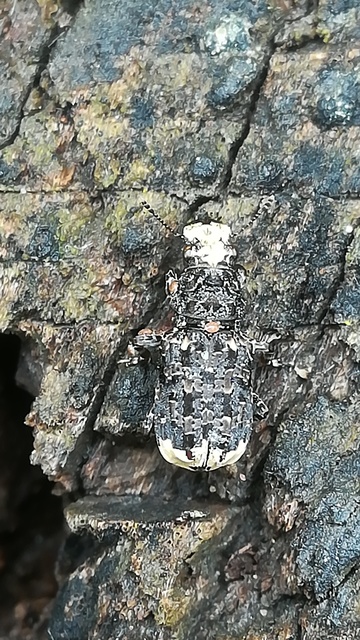 Platyrhinus resinosus - nagy orrosbogár