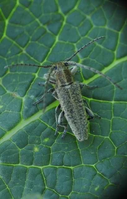 Pilemia hirsutula - macskaherecincér