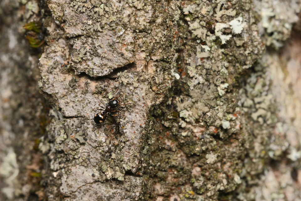Dolichoderus quadripunctatus - négypettyes erdeihangya