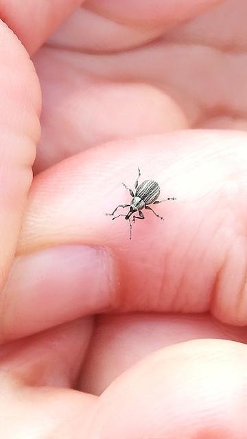 Apsis albolineata - alföldi rozsormányos