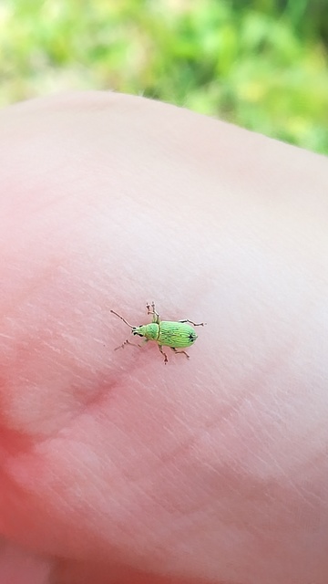 Phyllobius virideaeris - halványzöld levélormányos