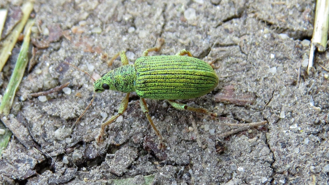 Polydrusus formosus - selymes lombormányos