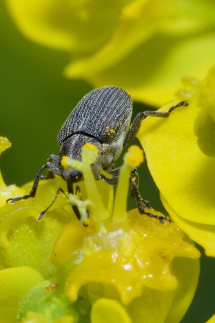 Ceutorhynchus obstrictus - repcebecő-ceutormányos