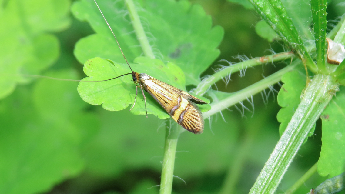 Nemophora degeerella - pompás tőrösmoly