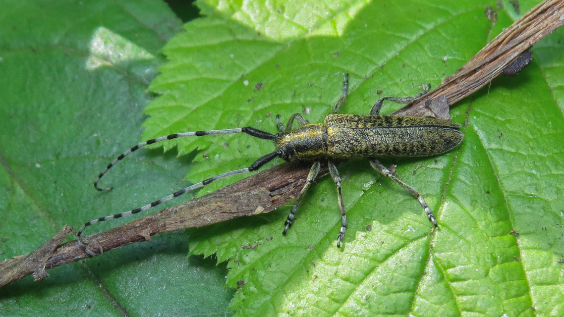 Agapanthia villosoviridescens - fehérgyűrűs bogáncscincér