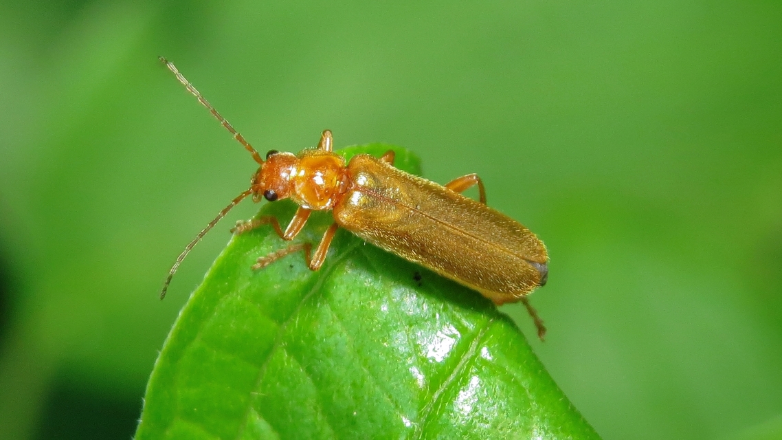 Cantharis pallida