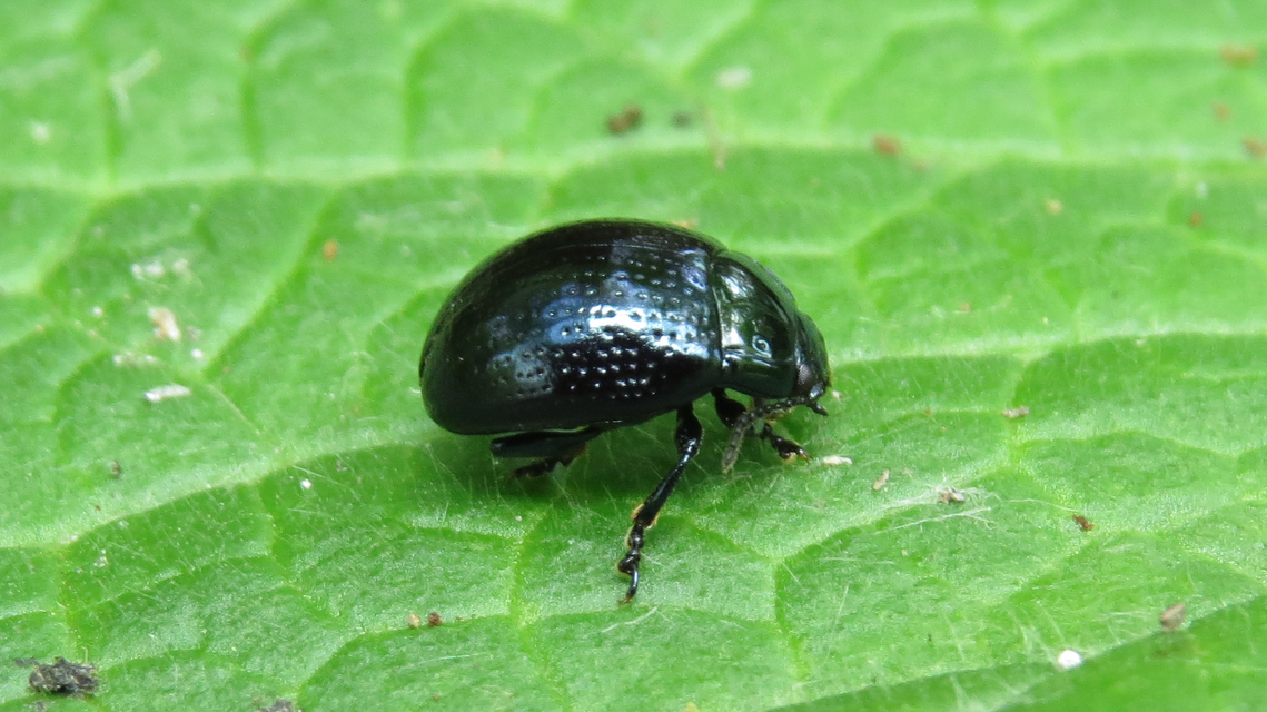 Chrysolina oricalcia - bronzos levélbogár