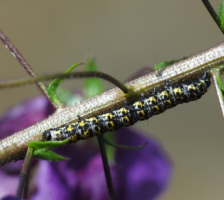 Shargacucullia