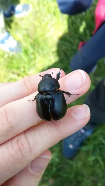 Pentodon idiota - butabogár