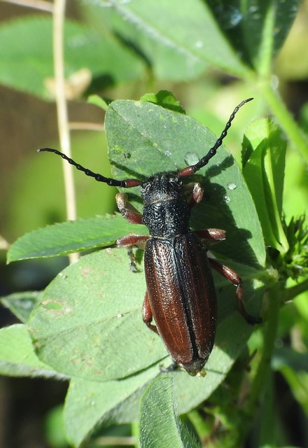 Dorcadion fulvum - barna gyalogcincér