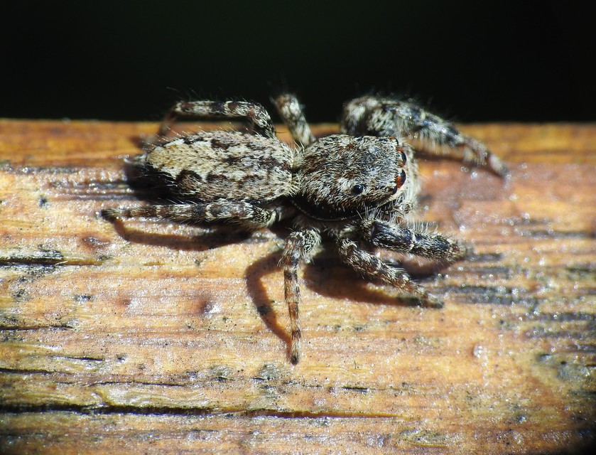 Araneae - Pókok