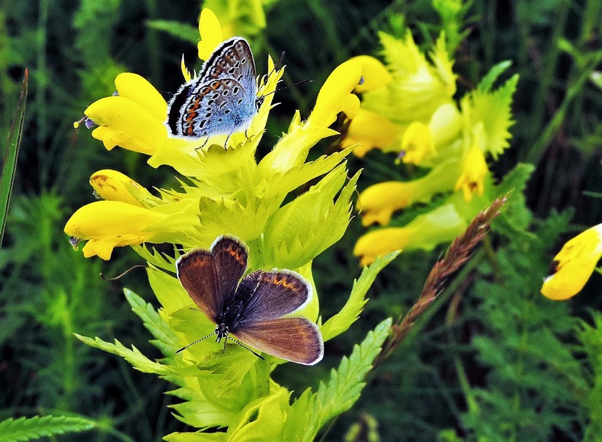 Plebejus argus - ezüstös boglárka
