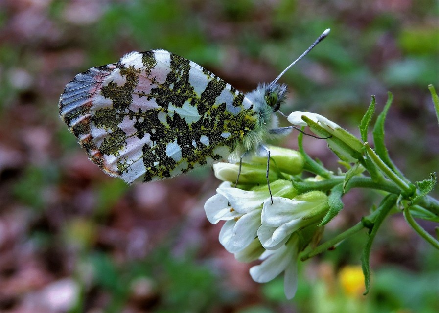 Anthocharis cardamines - hajnalpírlepke