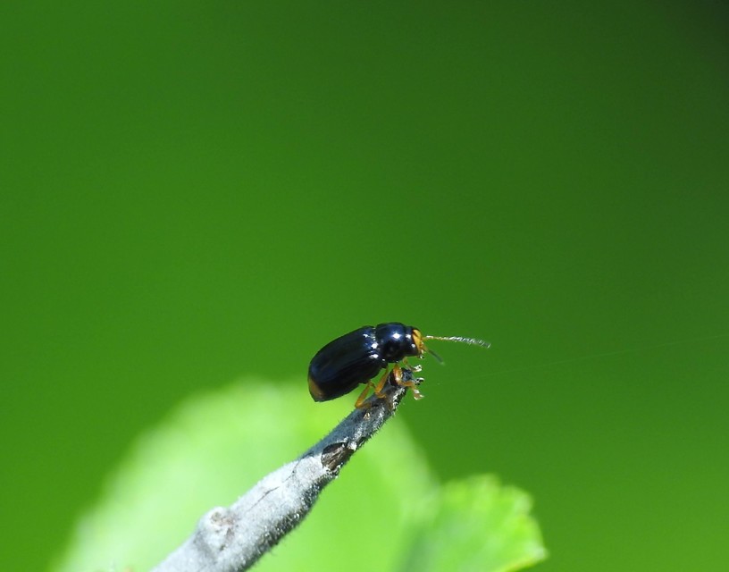 Cryptocephalus chrysopus - sárgavégű zömökbogár