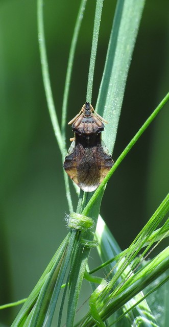 Phymata crassipes - fogólábú poloska