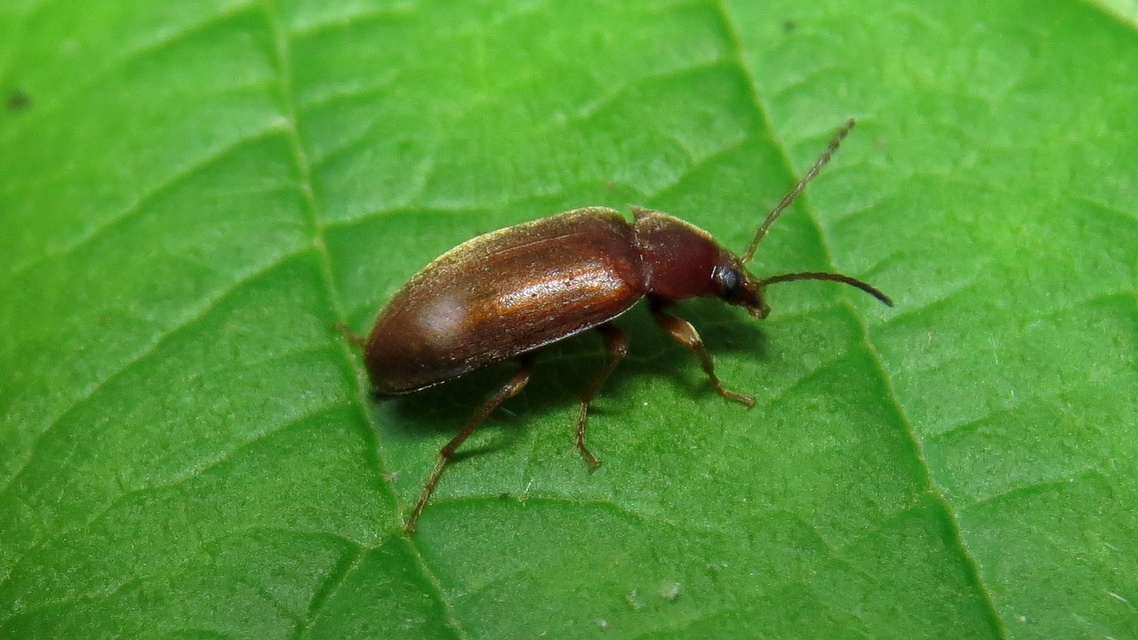Isomira antennata - vastagcsápú alkonybogár