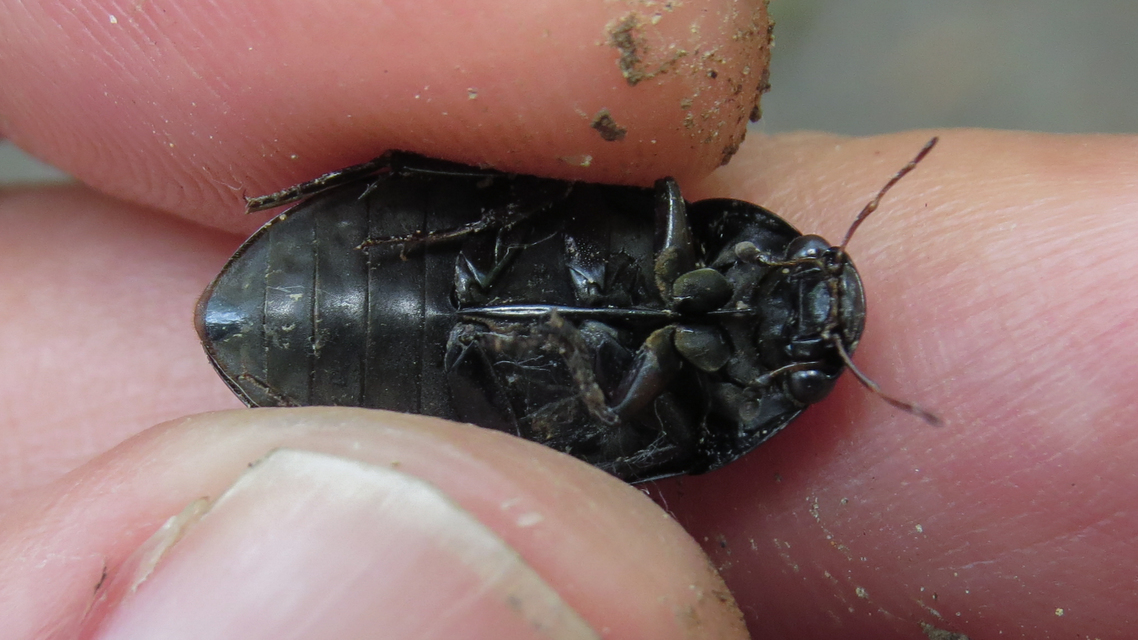 Hydrochara caraboides - kis csibor