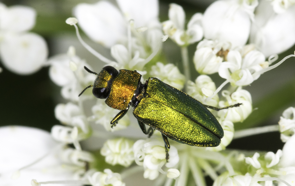 Anthaxia nitidula - ragyogó virágdíszbogár