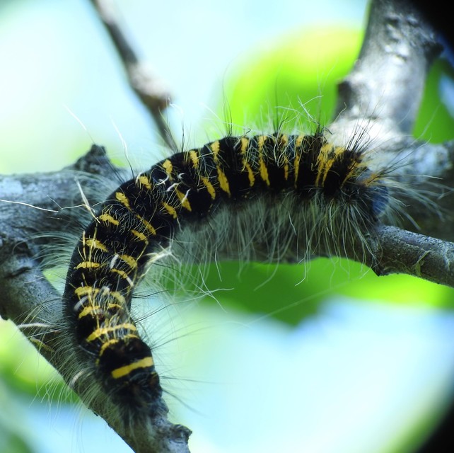 Eriogaster lanestris - tavaszi gyapjasszövő