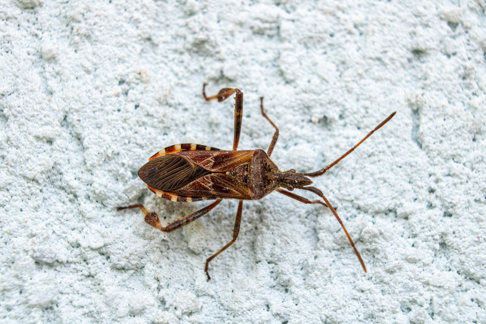 Leptoglossus occidentalis - nyugati levéllábú poloska Leptoglossus occidentalis - nyugati levéllábú poloska
