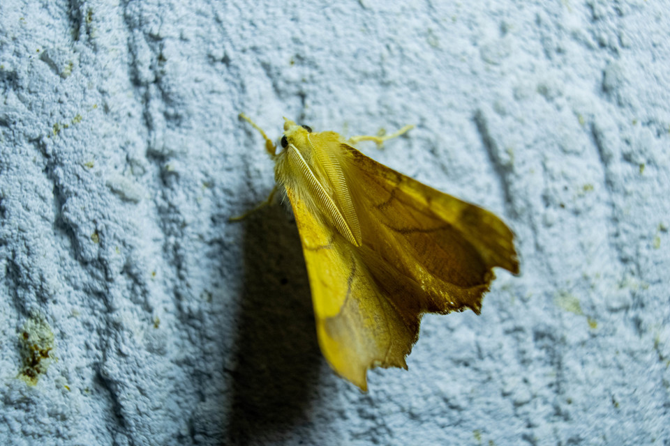 Ennomos fuscantaria - kőris-levélaraszoló