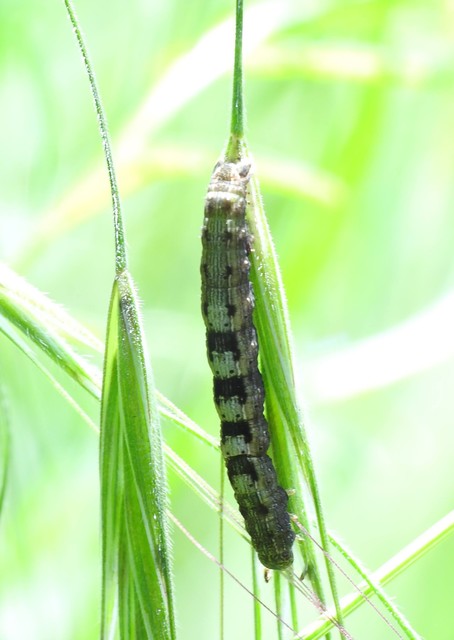 Theria rupicapraria - tavaszi kökényaraszoló