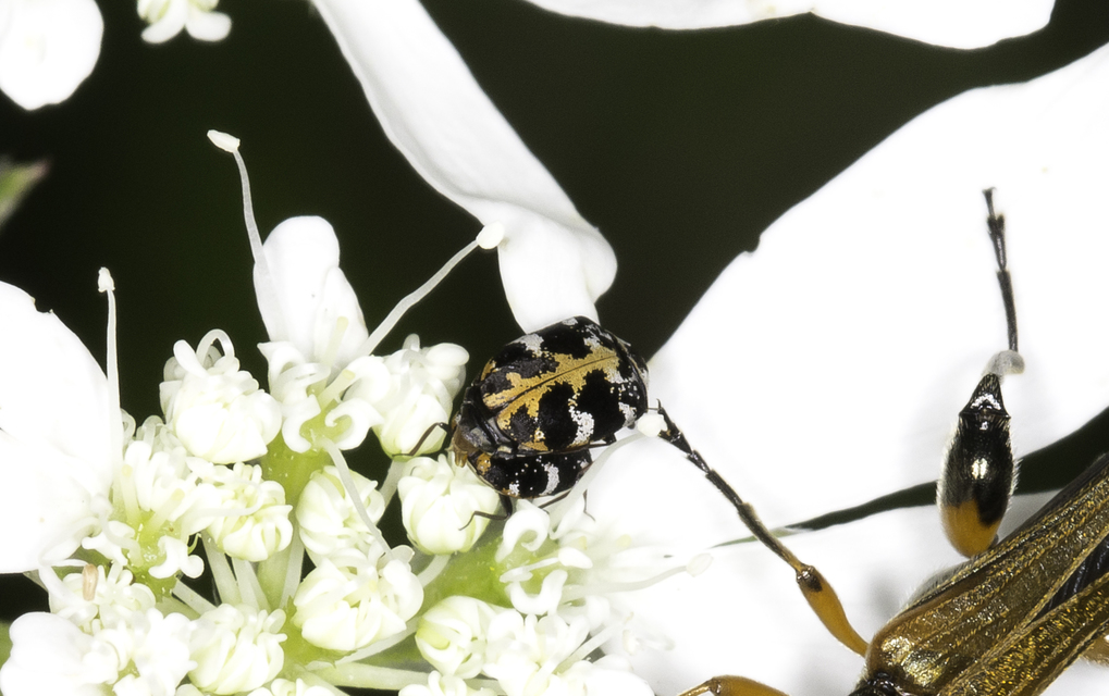 Anthrenus scrophulariae - nagy múzeumbogár