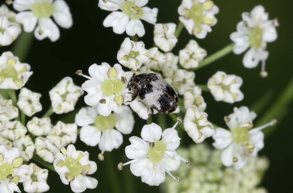 Anthrenus querneri