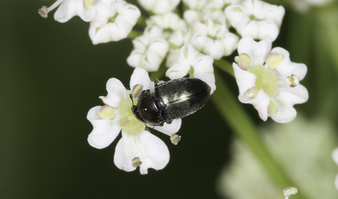 Meligethinae