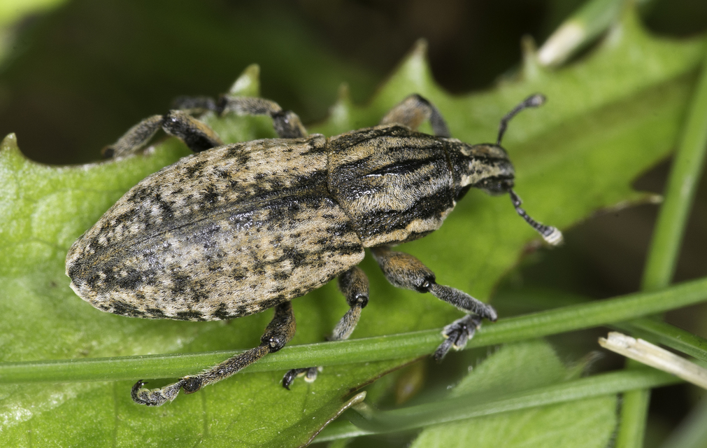 Pseudocleonus cinereus - hamvas barkó