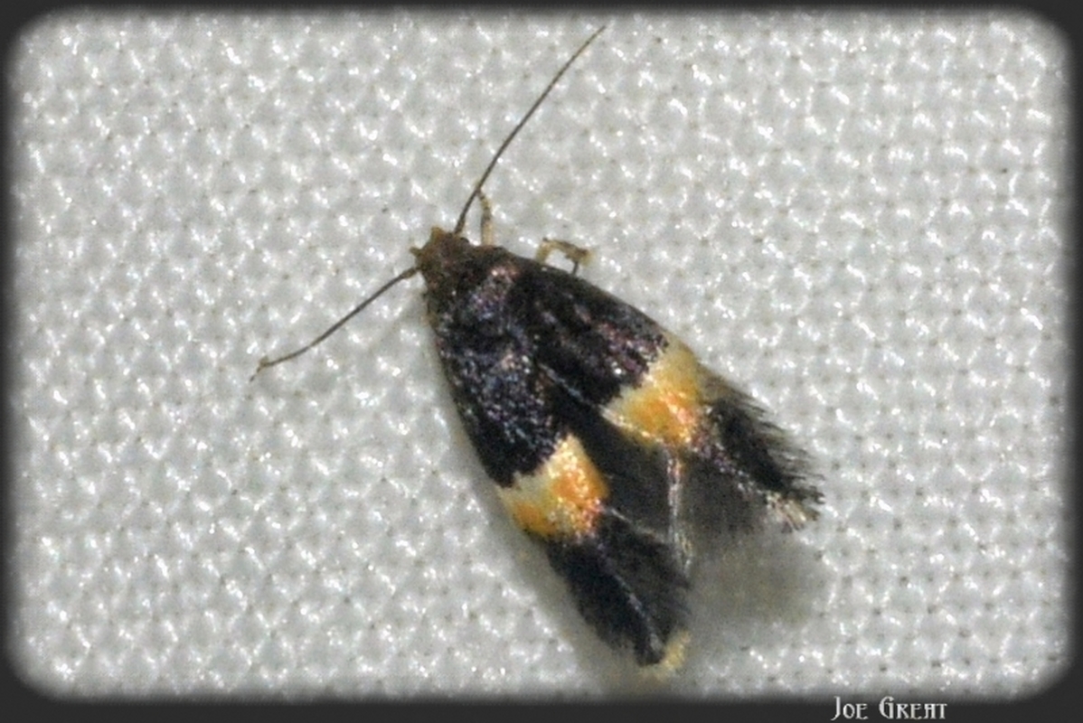 Elachista bisulcella - szalagos fűaknázómoly