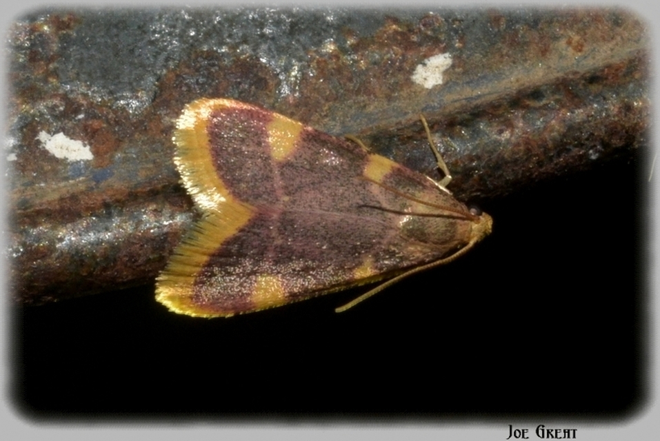 Hypsopygia costalis - szénailonca