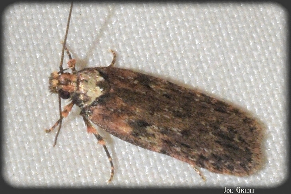 Depressariidae - laposmolyfélék