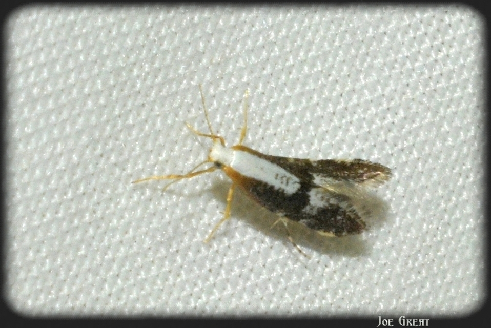 Argyresthia