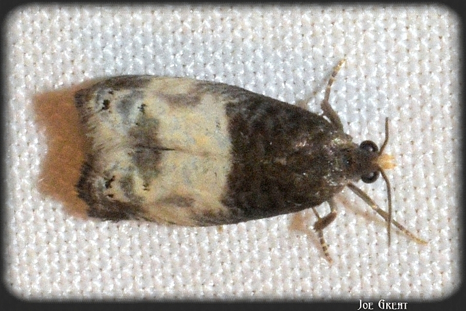 Notocelia cynosbatella - rózsahajtás-tükrösmoly