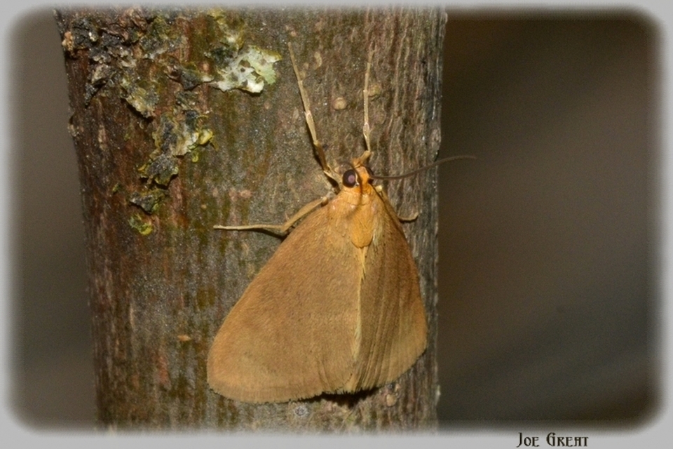 Evergestis aenealis - patinás dudvamoly