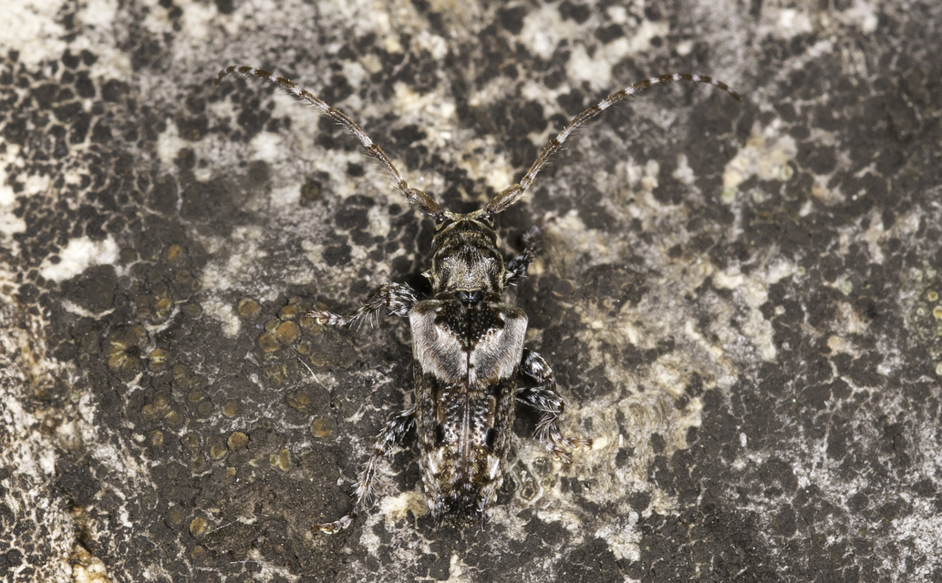 Pogonocherus hispidus - kéttövises ecsetcincér